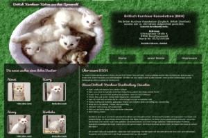 British Kurzhaar-Katzen aus dem Spreewald zu verkaufen